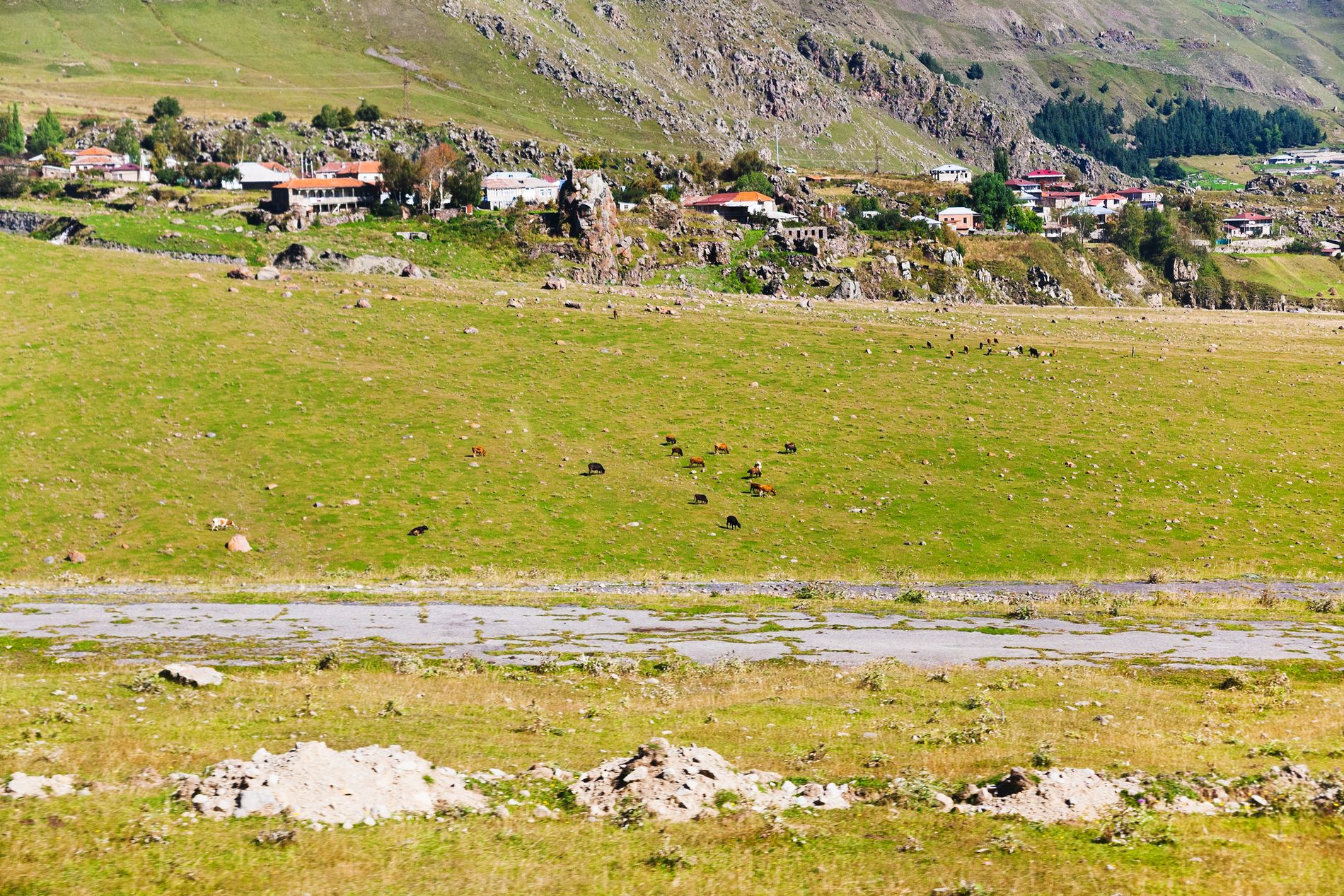 Herd of cows grazing in alpine meadows near Stepantsminda — peaceful rural scene beneath the Kazbegi mountains